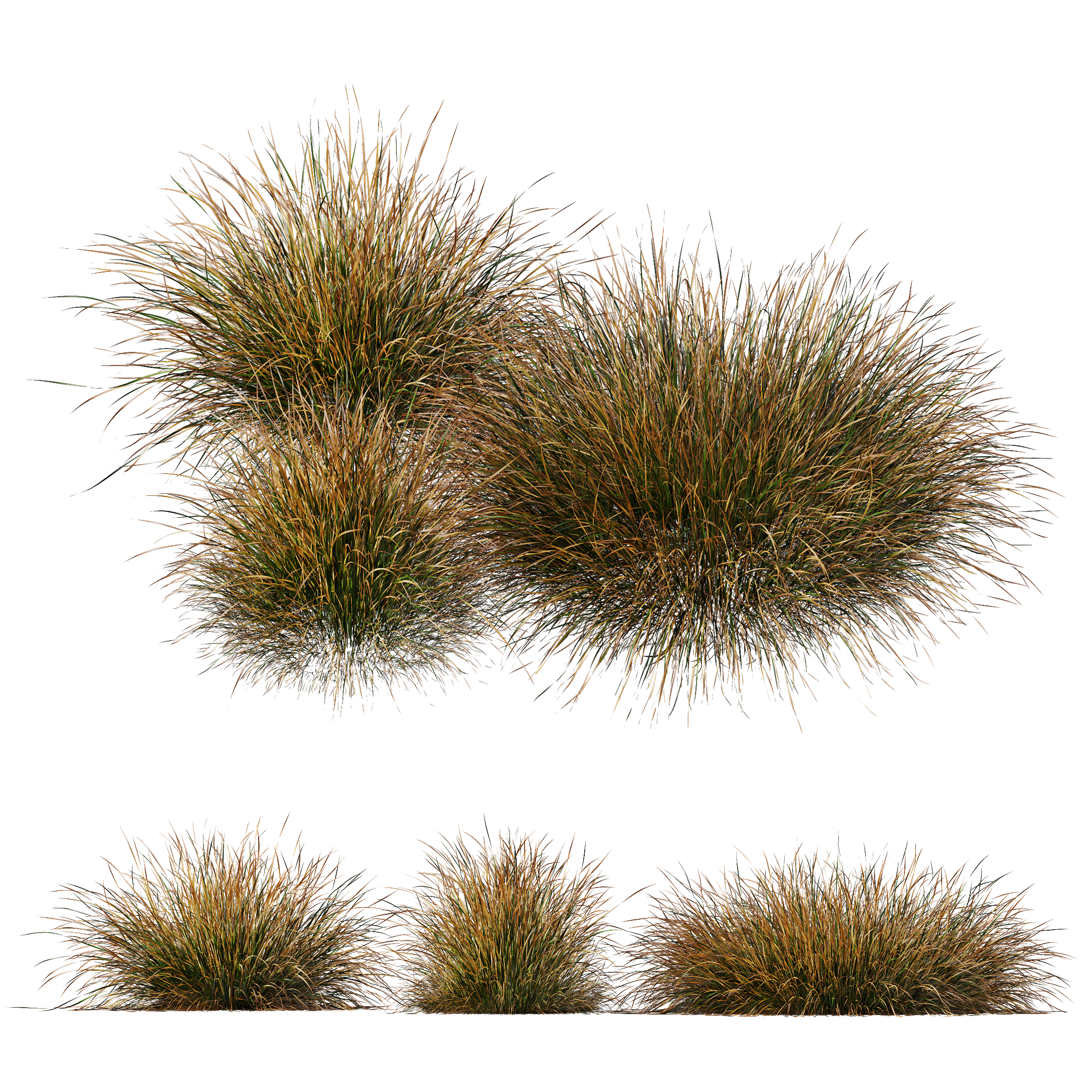 HQ Plants Carex Testacea Orange Sedge Grass Prairie Fire